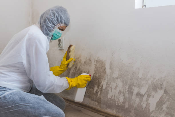 Mold Odor Removal Services